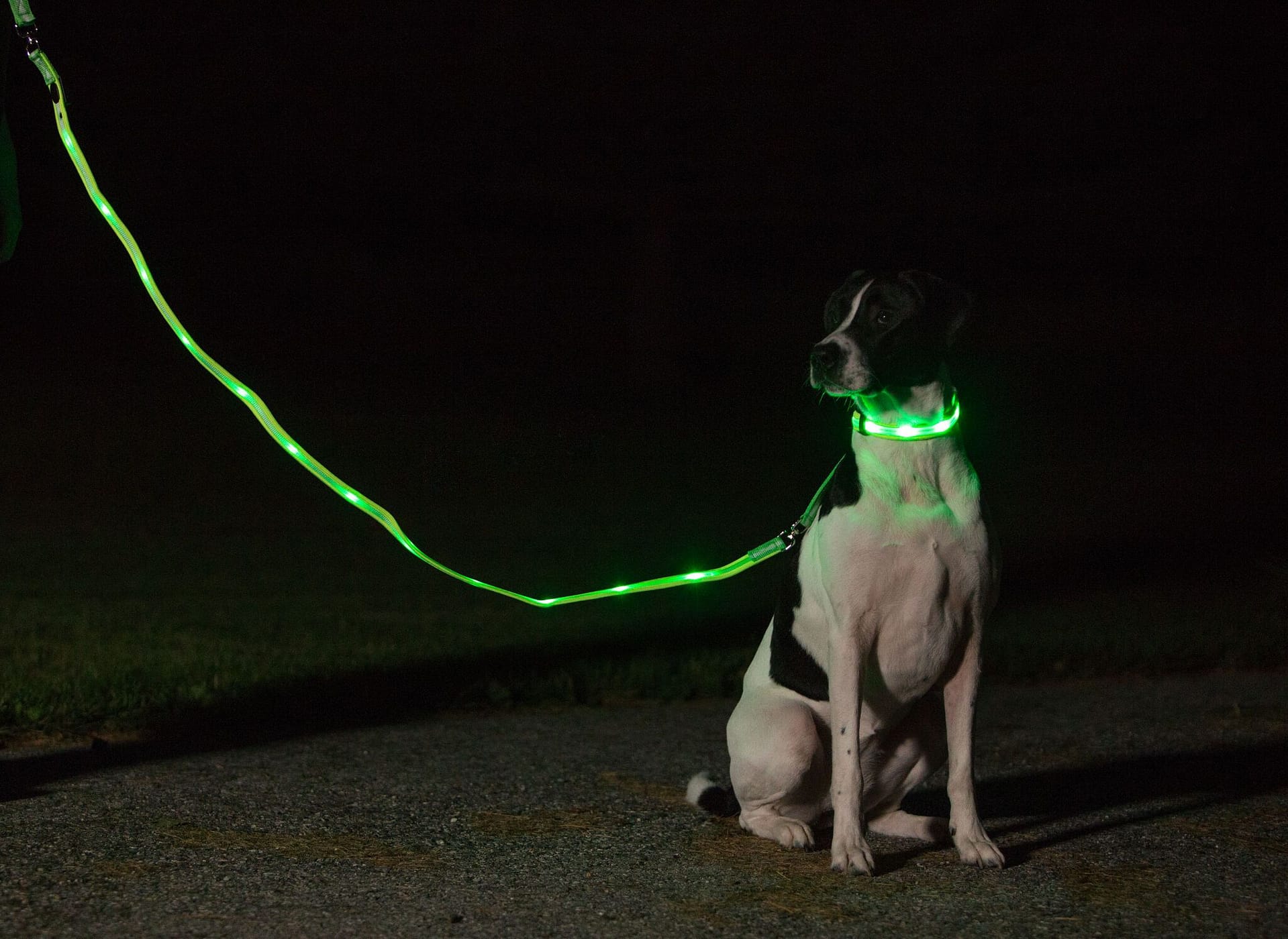 LED illuminated dog collar for night safety and visibility.