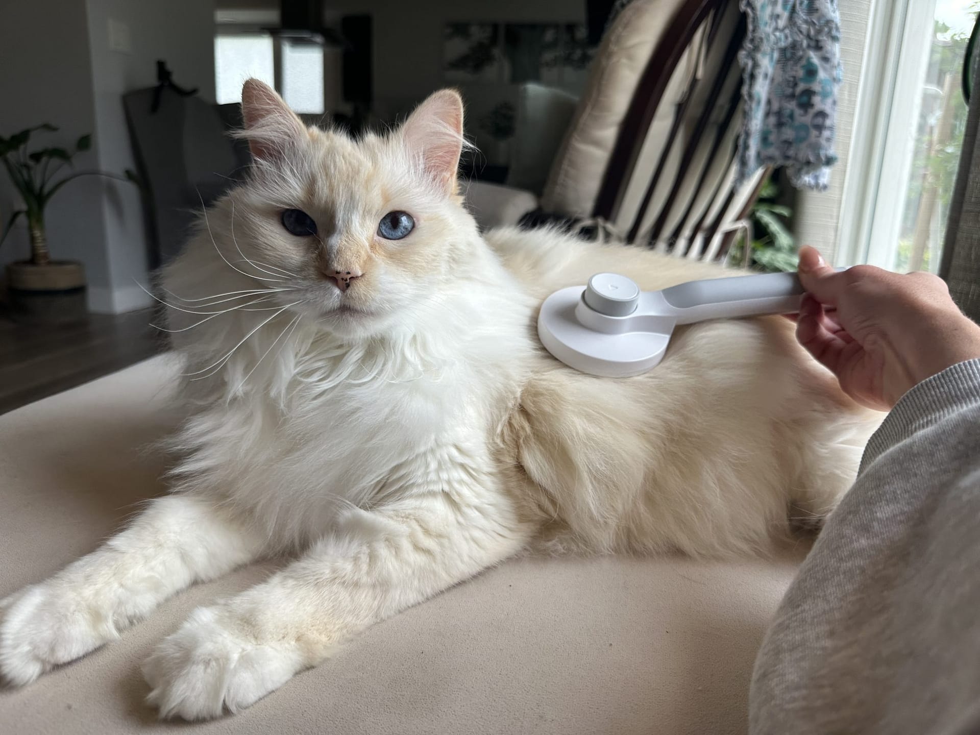 Relaxing cat receiving a soothing massage with a handheld device at home.